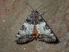 Catocala connubialis 3959727 by John P. Friel. Used under a CC BY 4.0 license.