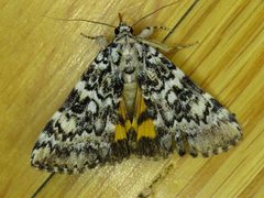 Catocala connubialis 87173155 by Nancy. Used under a CC0 license.