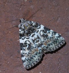 Catocala connubialis P1420328a by 
xpda. Used under a CC BY-SA 4.0 license.