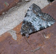 Catocala connubialis P1420746a by 
xpda. Used under a CC BY-SA 4.0 license.