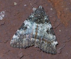 Catocala connubialis P1640553a by 
xpda. Used under a CC BY-SA 4.0 license.