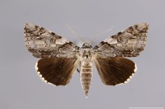 Catocala dejecta YPM ENT 859305 D by Diebold, M.. Used under a CC0 license.