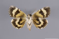 Catocala dulciola YPM ENT 854795 V by Gahm, K. J.. Used under a CC0 license.