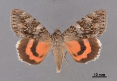 Catocala faustina MEM368587 by Mississippi Entomological Museum. Used under a CC0 license.