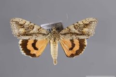 Catocala faustina YPM ENT 781556 D by Yale Peabody Museum, Entomology Division. Used under a CC0 license.