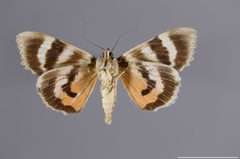 Catocala faustina YPM ENT 781556 V by Yale Peabody Museum, Entomology Division. Used under a CC0 license.