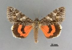 Catocala faustina allusa MEM375532 by Mississippi Entomological Museum. Used under a CC0 license.