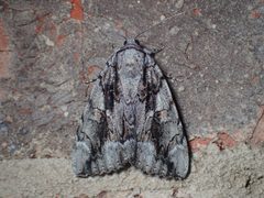 Catocala flebilis 45823477 by John P. Friel. Used under a CC BY 4.0 license.