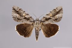 Catocala flebilis YPM ENT 447680 D by Lazarova, Y. P.. Used under a CC0 license.