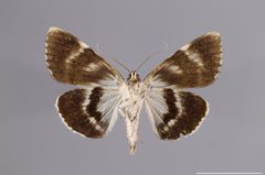 Catocala flebilis YPM ENT 447680 V by Lazarova, Y. P.. Used under a CC0 license.