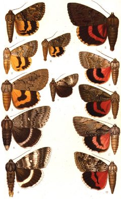 CATALOGUE-BM-PLATE CXCV by Sir GEORGE F. HAMPSON, Bart.. Used under a Public domain license.