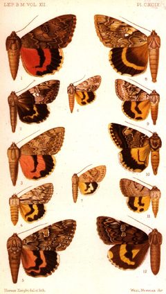 CATALOGUE-BM-PLATE CXCIX by Sir GEORGE F. HAMPSON, Bart.. Used under a Public domain license.