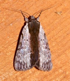 Catocala gracilis 72131708 by Laura Gaudette. Used under a CC BY 4.0 license.