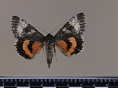 Catocala grotiana MGCL 1038876 D by Florida Museum of Natural History, McGuire Center. Used under a CC0 license.