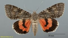 Catocala hermia NMSUACP0065139 D by NMSU. Used under a CC0 license.