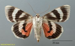 Catocala hermia NMSUACP0065139 V by NMSU. Used under a CC0 license.