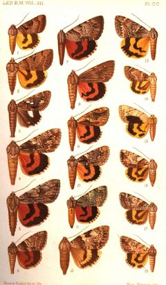 CATALOGUE-BM-PLATE CC by Sir GEORGE F. HAMPSON, Bart.. Used under a Public domain license.
