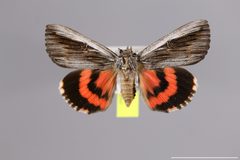 Catocala herodias YPM ENT 745055 D by Yale Peabody Museum, Entomology Division. Used under a CC0 license.