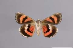 Catocala herodias YPM ENT 745055 V by Yale Peabody Museum, Entomology Division. Used under a CC0 license.