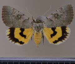 Catocala illecta MGCL 1040505 D by Florida Museum of Natural History, McGuire Center. Used under a CC0 license.