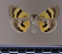 Catocala illecta MGCL 1040505 V by Florida Museum of Natural History, McGuire Center. Used under a CC0 license.