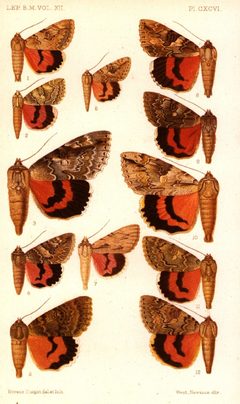 CATALOGUE-BM-PLATE CXCVI by Sir GEORGE F. HAMPSON, Bart.. Used under a Public domain license.