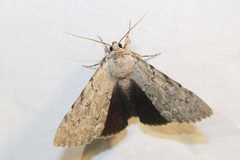 Catocala judith 89208529 by Quinten Wiegersma. Used under a CC BY 4.0 license.