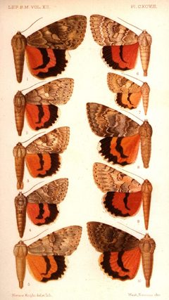 CATALOGUE-BM-PLATE CXCVIII by Sir GEORGE F. HAMPSON, Bart.. Used under a Public domain license.