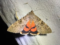 Catocala junctura 294276155 by Amelia Tauber. Used under a CC BY 4.0 license.
