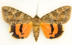 Catocala junctura 61328332 by Robb Hannawacker. Used under a CC0 license.