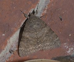 Catocala junctura P1220043b by
xpda. Used under a CC BY-SA 4.0 license.
