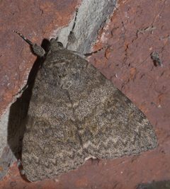 Catocala junctura P1220044a by 
xpda. Used under a CC BY-SA 4.0 license.