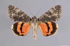 Catocala junctura YPM ENT 448120 D by Gahm, K. J.. Used under a CC0 license.