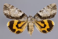 Catocala lincolnana YPM ENT 781115 D by Diebold, M.. Used under a CC0 license.