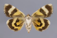 Catocala lincolnana YPM ENT 781115 V by Diebold, M.. Used under a CC0 license.