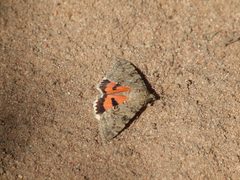 Luciana Underwing by lostinfog. Used under a CC BY-SA 2.0 license.