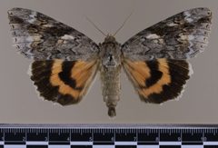 Catocala marmorata MGCL 1038400 D by Florida Museum of Natural History, McGuire Center. Used under a CC0 license.