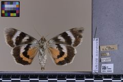 Catocala marmorata MGCL 1038400 V by Florida Museum of Natural History, McGuire Center. Used under a CC0 license.