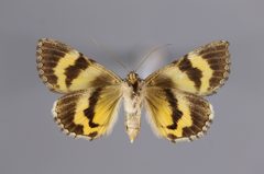 Catocala mcdunnoughi YPM ENT 565755 V by Lazarova, Y. P.. Used under a CC0 license.