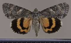 Catocala meskei MGCL 1039080 D by Florida Museum of Natural History, McGuire Center. Used under a CC0 license.
