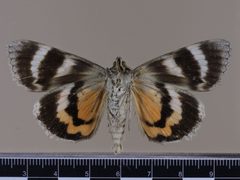 Catocala meskei MGCL 1039080 V by Florida Museum of Natural History, McGuire Center. Used under a CC0 license.