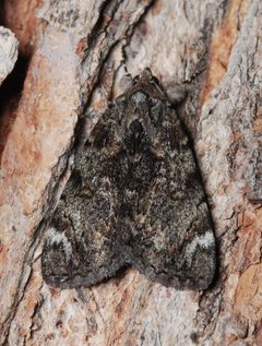 Catocala minuta2 by Joseph Berger. Used under a CC BY 3.0 us license.