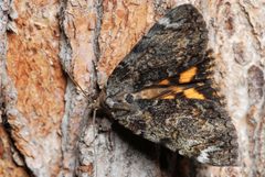 Catocala minuta3 by Joseph Berger. Used under a CC BY 3.0 us license.