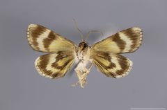 Catocala minuta YPM ENT 780325 V by Gahm, K. J.. Used under a CC0 license.