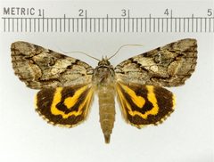 Catocala mira by Doctorkilmer. Used under a Public domain license.