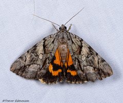 Catocala mira 45806364 by ksandsman. Used under a CC BY 4.0 license.