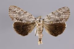 Catocala miranda YPM ENT 781075 D by Baucom, K. M.. Used under a CC0 license.