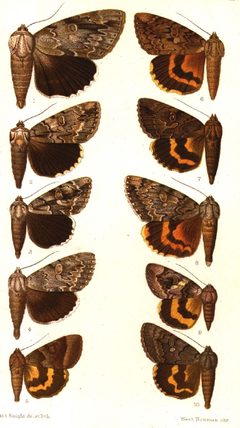 CATALOGUE-BM-PLATE CXCIII by Sir GEORGE F. HAMPSON, Bart.. Used under a Public domain license.