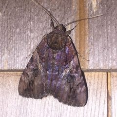 Catocala muliercula 10398023 by Alan Kneidel. Used under a CC0 license.