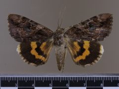 Catocala muliercula MGCL 1037142 D by Florida Museum of Natural History, McGuire Center. Used under a CC0 license.
